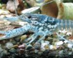 სურათი შავი Mottled Crayfish, ლურჯი კიბოსნაირნი