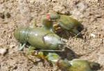 foto Yabby Ciano, verde lagostim
