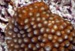 照 蜂巢珊瑚, 褐色 