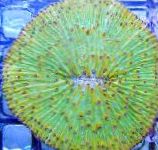 foto Placa De Coral (Coral Cogumelo), verde 