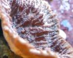 照 Merulina珊瑚, 褐色 