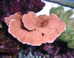Montipora色のサンゴ