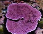 fotografie Montipora Coral Colorat, violet 