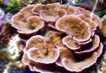 fotografija Montipora Obarvana Coral, rjava 