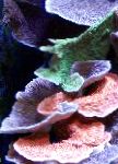 φωτογραφία Montipora Χρωματιστά Κοράλλια, ροζ 