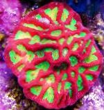 照 Platygyra珊瑚, 杂色 