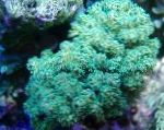 სურათი ყვავილოვანი კომბოსტო Coral, მწვანე 