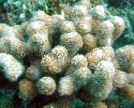 სურათი Porites Coral, ყავისფერი 