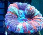 foto Coral Dente, Botão Coral, variegado 