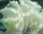 Bilde Eleganse Koraller, Rart Korall, hvit 