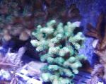 foto Finger Coral, luz azul 
