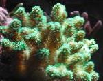 フォト 指サンゴ, 緑色 