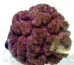 照 Symphyllia珊瑚, 褐色 