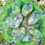 フォト サンゴSymphyllia, 緑色 