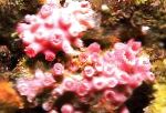foto Sol-Flor Alaranjada Coral, vermelho 