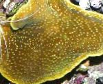 Foto Kop Koral (Pagode Coral), brun 