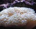 მარგალიტი Coral