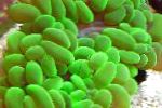 フォト 真珠珊瑚, 緑色 
