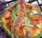 fotografie Creier Dome Coral, pestriț 