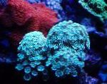 foto Alveopora Coral, luz azul 