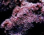 foto Coral Órgão De Tubos, rosa 