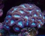 fotografie Lanternă Coral (Candycane Coral, Trompeta Coral), violet 