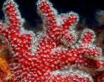 fotoğraf Tay Mantar (Deniz Parmaklar), kırmızı 