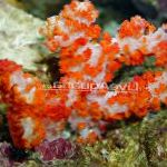 康乃馨树珊瑚