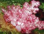 სურათი მიხაკი ხე Coral, ვარდისფერი 