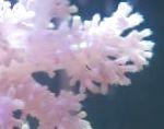 照 康乃馨树珊瑚, 白 