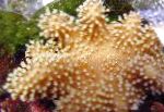 fotografija Prst Usnje Koral (Ročno Coral Hudičev), rjava 