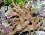 Sinularia თითის ტყავის Coral