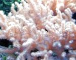 照 Sinularia手指皮革珊瑚, 粉红色 