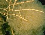 Foto Swiftia (Sjeverna Morska Ventilatora), žuti more navijača