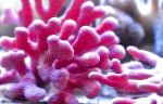 Foto Blonder Stick Koral, pink hydroid
