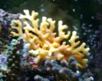 Fil Spets Pinne Korall, gul hydroid