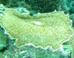 Foto Veliki Slon Uha (Slon Uho Gljiva), zelena 
