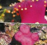 foto Corallimorph Bola (Bola Laranja Anêmona), rosa cogumelo
