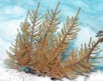Fioletowy Whip Gorgonian