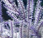 fotografie Purple Bič Gorgonian, nachový mořské fanoušci