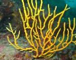 foto Gorgonia, amarelo os fãs do mar
