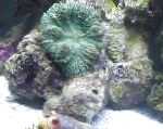foto Actinodiscus, verde cogumelo
