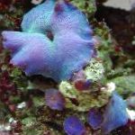 fotografie Actinodiscus, modrý houba