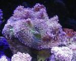 照 Rhodactis, 紫 蘑菇