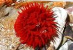 Fil Glödlampa Anemon, röd anemoner