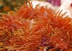 სურათი ბრწყინვალე ზღვის Anemone, წითელი აქტინიები