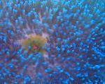 Fil Magnifika Havsanemon, genomskinlig anemoner