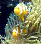 foto Prachtige Zee-Anemoon, geel anemonen