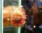 fotografie Dvoubarevných Variant Mořský Ježek (Červená Mořský Ježek), červená ježovky