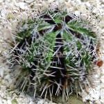 фотографија Collector Sea Urchins (Sea Eggs), сив дерани